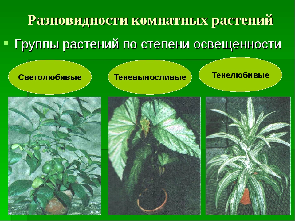 Экологическая группа тенелюбивых растений. Теневыносливые растения. Разновидности комнатных растений. Группы комнатных растений. Светолюбивые и теневыносливые комнатные растения.