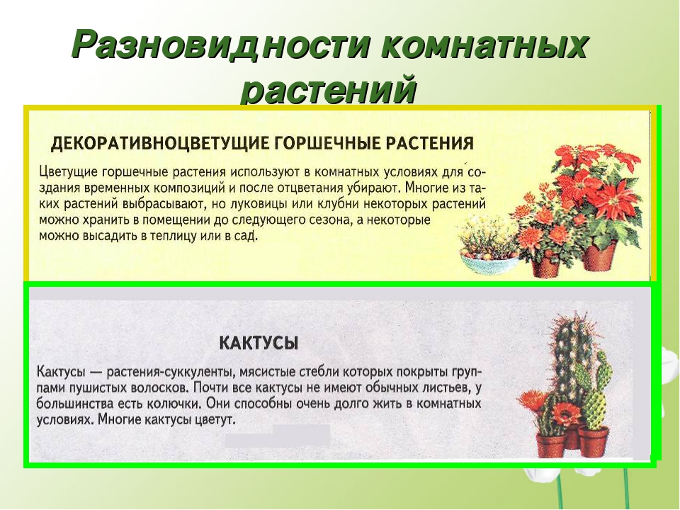 Планирование в старшей группе тема растение - найдено 89 картинок